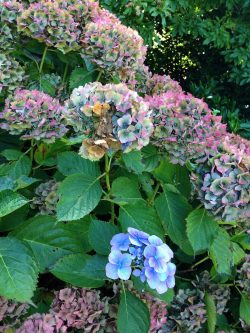 Hydrangea bush with different stages of growth... 